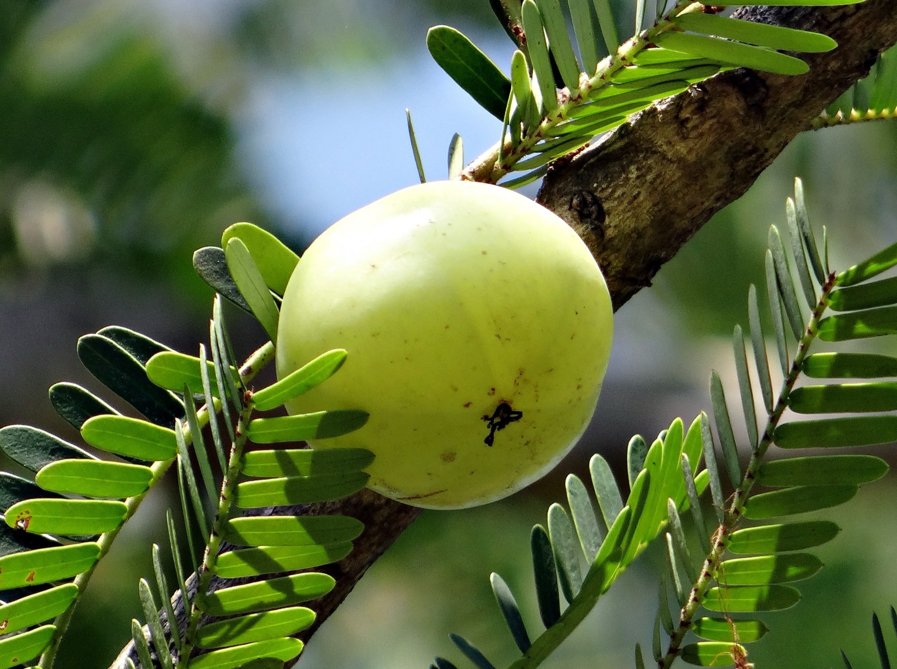 Amalaki (Amla, Phyllanthus emblica) – plod na stablu
