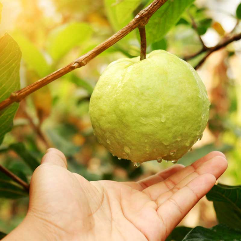 Guava Amrita patra Psidium gujava plod na gradi kapljice dlan