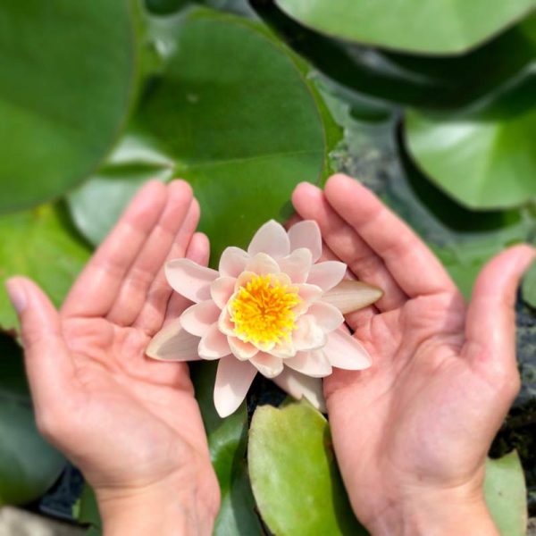 Podrška lotos u rukama Lotus between hands Ayurvedski pregled konzultacije