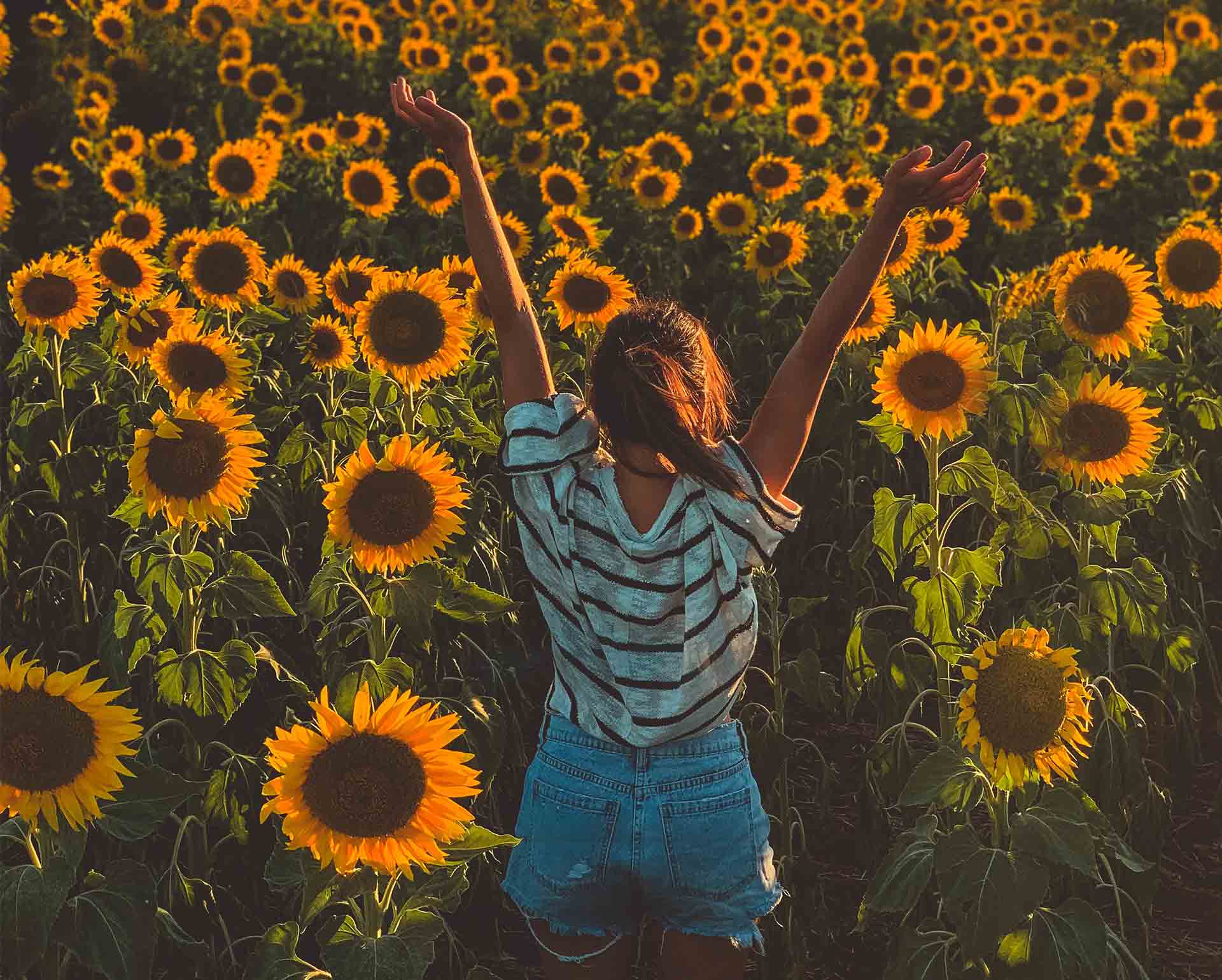 Ljeto godišnje doba djevojka u polju suncokreta